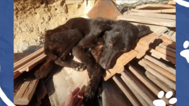 Photo of From the Streets to a Safe Space: Starving Dog Makes the Sweetest Transformation