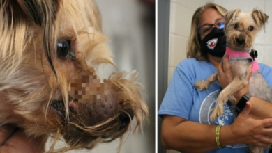Photo of Heartbroken Dog Found With Metal Wire Clamping Her Mouth Shut