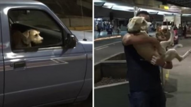 Photo of Dog screams and jumps for joy when he meets again the owner he hadn’t seen in 10 days