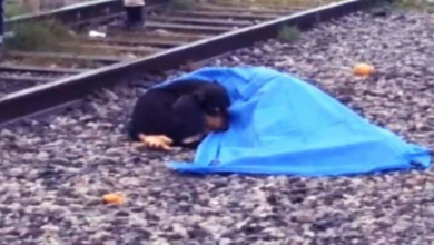 Photo of Loyal Dog Lies Next To Owner After She Was Hit By A Train. What A Devoted Dog!