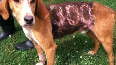 Photo of Foxhound Branded with ‘300’ on Body Adopted by Good Samaritan who Rescued Him
