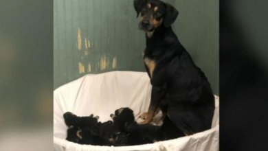 Photo of Concerned Dog Leads Shelter Volunteers To Her Neglected Puppies