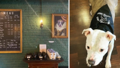 Photo of New Canine-Themed Coffee Shop Aims To Save Shelter Dogs