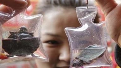 Photo of Animals Trapped Alive In Keychains Sold For $1.50 In China