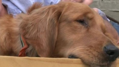 Photo of Blind Golden Retriever Abandoned In A Field Is Rescued And Finds The Perfect Home
