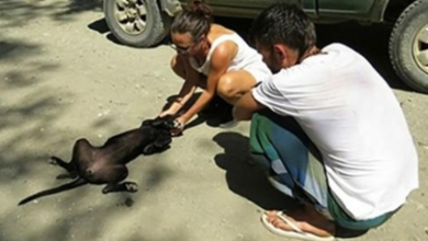 Photo of Street Dog Covered In Fleas And Ticks Collapses In Front Of Woman Begging To Be Rescued