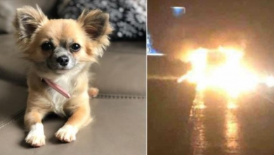 Photo of Tiny Chihuahua Dies Trying To Save 3-Year-Old And Mother From Burning Van