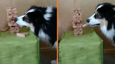 Photo of Clever Australian Shepherd Plays Full Games Of Jenga With Her Human