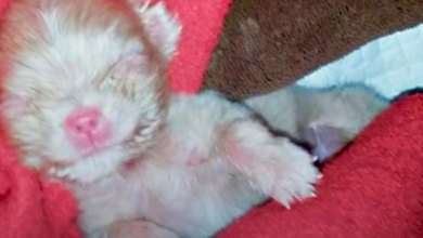 Photo of Breeder Couldn’t Profit From Tiny Albino Puppy So He Left Him On The Ground