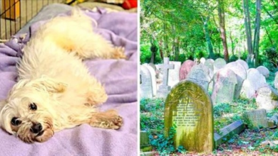Photo of Sick Puppy Kept Crying As Owner Tied Him To A Trash Can In A Cemetery & Ran Off