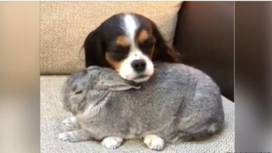 Photo of Hunters & Prey Don’t Typically Socialize. But This Rescued Rabbit And Spaniel Share A Special Bond