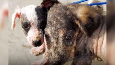 Photo of Instead Of Treating Their Skin Issues, Owners Tied Them To Trash Can & Left