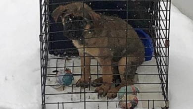 Photo of Frozen Pup Trembled After He Was Locked In Crate & Left In Snow Outside Shelter