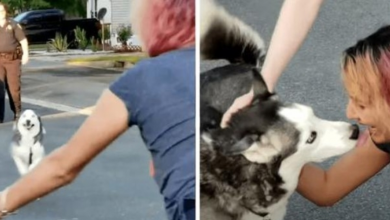 Photo of Tearful Florida Woman Reunites with Her Stolen Husky after Two Years