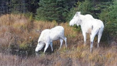 Photo of Beautiful Pair Of “Spirit Moose” Were Spotted Crossing A Canadian Highway