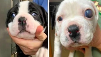 Photo of Breeder Tries To Euthanize 3 Puppies After Breeding Mishap, But Rescuers Step In To Save Them