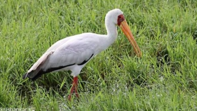 Photo of Student Helps Injured Stork Walk Again With New Prosthetic Leg