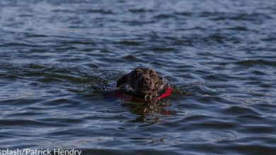 Photo of Boaters Save Drowning Dog After Spotting Him In Middle Of Ocean