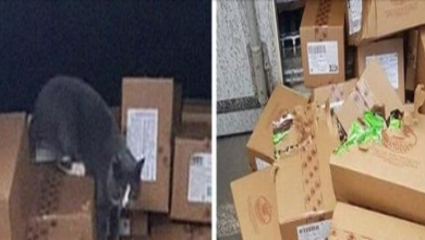 Photo of Cat Survives on Candy After Being Locked Inside a Shipping Container