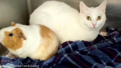 Photo of Shelter Cat and Guinea Pig Best Friend Get Adopted Into Perfect Home Together