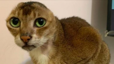 Photo of Stray Cat Who Lost Ears Finds Perfect Forever Home