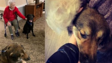 Photo of Dog Abandoned By His Owners Now Spends His Time Bringing Smiles to Seniors