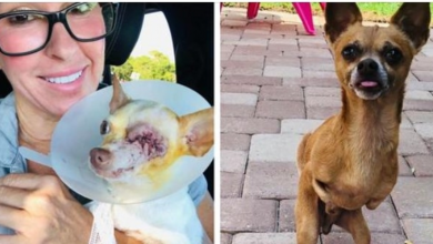 Photo of Woman Rescues The ‘Least Adoptable Dogs’ And Gives Them A Second Chance At Love