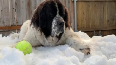 Photo of Dying Dog Enjoys One Last Roll In Snow Bank Thanks To Ice Rink
