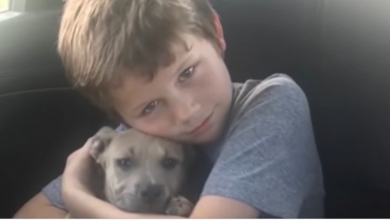 Photo of Pit Bull Saves Kids From Venomous Snake But Dies During Heroic Act