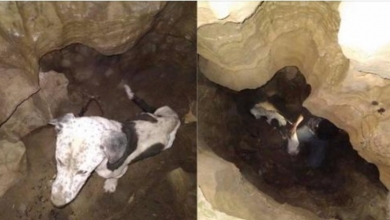 Photo of Emaciated Dog Found By Cavers Reunites With Family