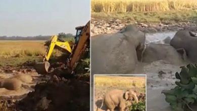 Photo of Hero Locals Rescue Three Elephants Helplessly Trapped In Muddy Swamp Using Diggers