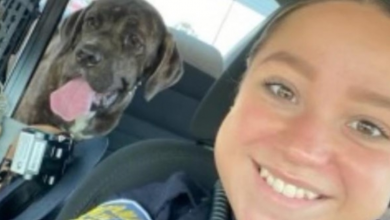 Photo of State Trooper Rescues Timid Puppy Dumped On Interstate