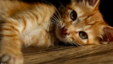 Photo of Rescuer Nearly Kills Tiny Kitten By Accidentally Using Tea Tree Oil