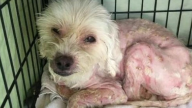 Photo of Dog Stolen In Home Burglary Found Months Later In Awful Condition