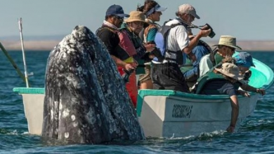Photo of Hilarious Moment Sneaky Whale Pops Up Behind Sightseers As They Look The Wrong Way