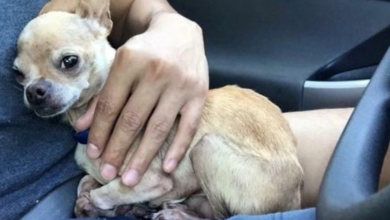 Photo of Woman Adopts All The Misfit Animals No One Wants, Now The Internet Is In Tears