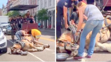 Photo of They Ignores Horse’s Cries, Make Him Pull Tourists In The Sun Till He Passes Out
