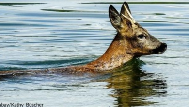 Photo of Time Is Ticking As Man Jumps Off Boat To Save Drowning Baby Deer
