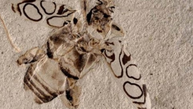 Photo of 49 Million-year-old Beetle is Perfectly Preserved in Stone