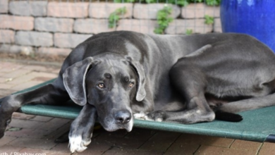 Photo of Great Dane Accidentally Scares His Neighbor’s Puppies