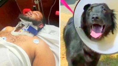 Photo of Man Badly Hurt After Being Hit By A Speeding Car While Trying To Save His Dog