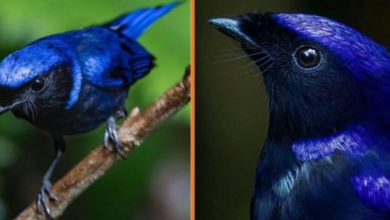 Photo of Meet The Large Niltava – The Gorgeous Purply-Blue Songbird