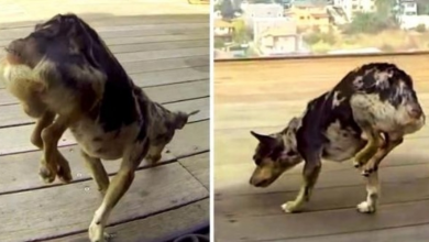 Photo of Paralyzed Dog Rescued From The Streets, But He Couldn’t Put His Hinds Legs Down