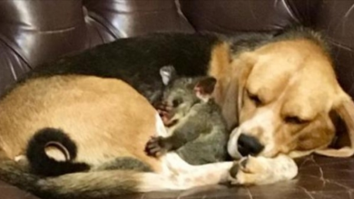 Photo of Beagle ‘Adopts’ Abandoned Baby Possum After Her Puppies Died