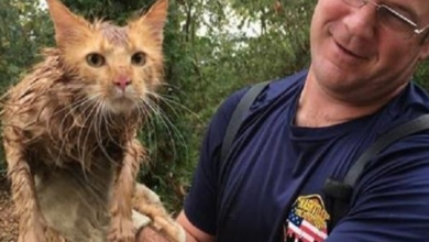 Photo of Cat Saved After Spending 7 Hours Trapped Inside Underground Pipe!