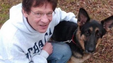 Photo of Stray German Shepherd Dog Who was Deemed Aggressive Saved by Caring Man