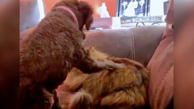 Photo of Dog Gently Pets Cat And Then Kitty Wakes Up & Gives Pup The Sweetest Embrace
