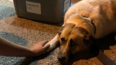Photo of Dog Thrown from Car During Wildfire Evacuation Saved By Search and Rescue Team