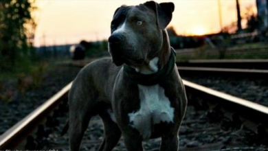Photo of Woman Rescues Abandoned Pit Bull From Railroad Tracks Just In Time