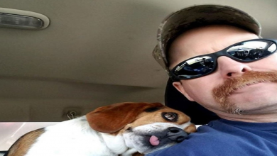 Photo of Beagle Hugs Man After Man Rescues Beagle From Being Euthanized In A Shelter